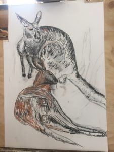 Kangaroo-Sketch-Sydney-Art-Class